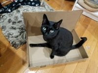 DIY litterbox for Tripawd cats