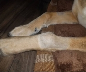 canine chondrosarcoma tumor