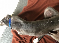 Finn the Dane Gets Acupuncture