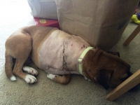 Freya recovering from amputation surgery