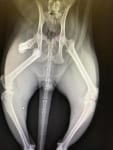 Cat Hip Fracture