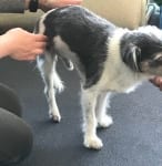 Expert Help for Tripawd Exercise