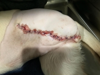 3-legged puppy Cora Jean