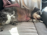 ITripawd Schnauzer Simon Floyd amputation incision