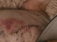 Dog amputation incision