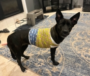 Tripawd Kehlani  Mccurdy