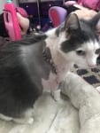 Tripawd Cat Recovery