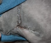 Cat Amputation Incision