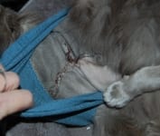 Cat Amputation Incision