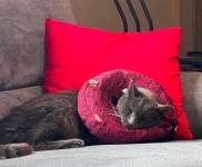 Jack the three legged cat post amputation surgery