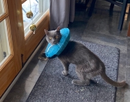 Jack the three legged cat post amputation surgery