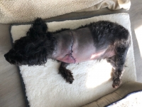 Jett Amputation Incision