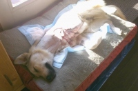 pet amputation advice for kids