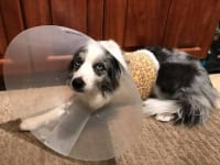 Tripawd cone of shame