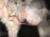 Tripawd seroma incision