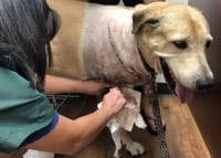 Amputee Incision