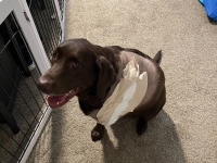 Lacey the Labrador Tripawd