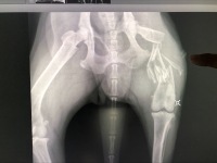 German Shepherd Leg Fracture