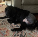 Lylah After water mold infection (lagendium) amputation