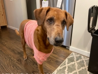 Tripawd Maddie after amputation surgery