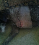 Millie's Amptation incision