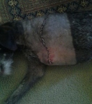 Millie's Amptation incision