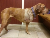 Mollie's amputation incision