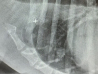 lung mets signs in dogs