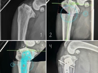 modified cranial closing wedge osteotomy (CCWO) on three legged dog