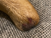 Partial dog leg amputation sore