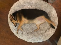 Partial dog leg amputation