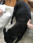Schlomo Acupuncture