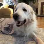 giant breed Tripawd Sheldon