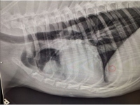 Shilo's Lung Metastasis