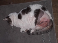 Tripawd Cat Incision