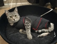 Tripawd Cat Medical Suit