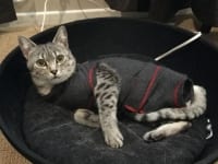 Tripawd Cat Medical Suit