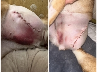 Dog Amputation Bruising