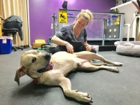 Tripawd Zeus gets Rehab