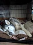 Tripawd Dog Recovery