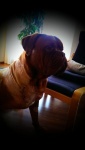 French Mastiff Chef