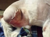 Three Legged Dog Cotton 2 Days Post Op After Amputation