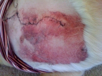 Dakota Amputation Post-op Bruising