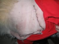 Great Pyrenees Amputation Incision