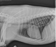 Jackson's Clear Lung X-Rays