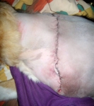 My Amputation Surgery Stitches