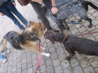 Meeting Other Patients at UC Davis Vet Hospital