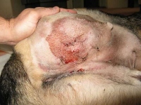 Wyatt drainage incision