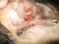 Wyatt drainage incision