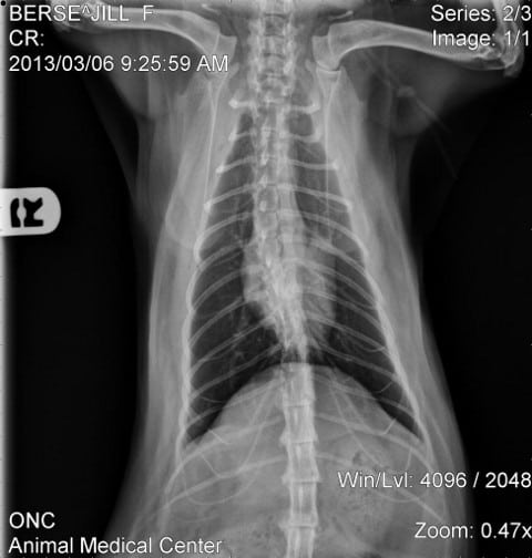 Tripawd cat x-ray